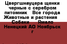 Цвергшнауцера щенки черные с серебром питомник - Все города Животные и растения » Собаки   . Ямало-Ненецкий АО,Ноябрьск г.